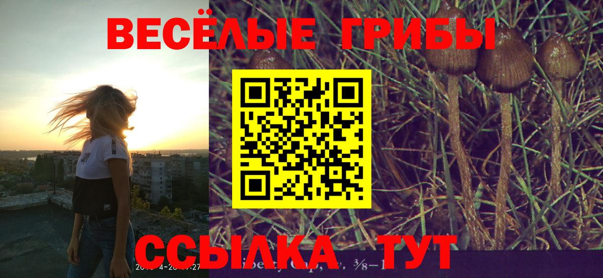 Псилоцибиновые грибы Cubensis Губкин